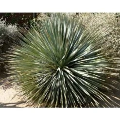 Dasylirion Serratifolium Palma Pianta In Vaso 40 Cm H. 80/100 Cm -Negozio Piante artificiali economico 56396969 3