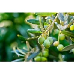 Ulivo Olivo "Olea Europea Cipressino" Pianta In Vaso 12 Cm Biodegradabile Mensa Olio -Negozio Piante artificiali economico 56852194 4