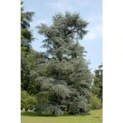 Cedro Del Libano Blu "Cedrus Libani Glauca" Pianta In Vaso 24 Cm H. 70/90 Cm
