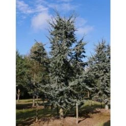 Cedro Del Libano Blu "Cedrus Libani Glauca" Pianta In Vaso 24 Cm H. 70/90 Cm -Negozio Piante artificiali economico 57047394 3