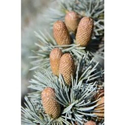 Cedro Del Libano Blu "Cedrus Libani Glauca" Pianta In Vaso 24 Cm H. 70/90 Cm -Negozio Piante artificiali economico 57047394 5