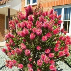 Callistemone "Callistemon Leavis" Pianta In Vaso 17 Cm H. 80/100 Cm -Negozio Piante artificiali economico 57206292 3