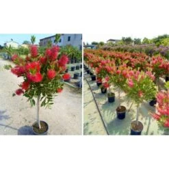 Callistemone "Callistemon Leavis" Pianta In Vaso 17 Cm H. 80/100 Cm -Negozio Piante artificiali economico 57206292 5