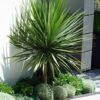 Cordilinea "Cordyline Australis" Pianta In Vaso H. 40/50 Cm -Negozio Piante artificiali economico 57206335 1