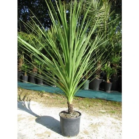 Cordilinea "Cordyline Australis" Pianta In Vaso H. 40/50 Cm 4 Cordilinea "Cordyline Australis" Pianta In Vaso H. 40/50 Cm - immagine 2