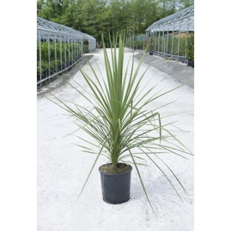 Cordilinea "Cordyline Australis" Pianta In Vaso H. 40/50 Cm 5 Cordilinea "Cordyline Australis" Pianta In Vaso H. 40/50 Cm - immagine 3