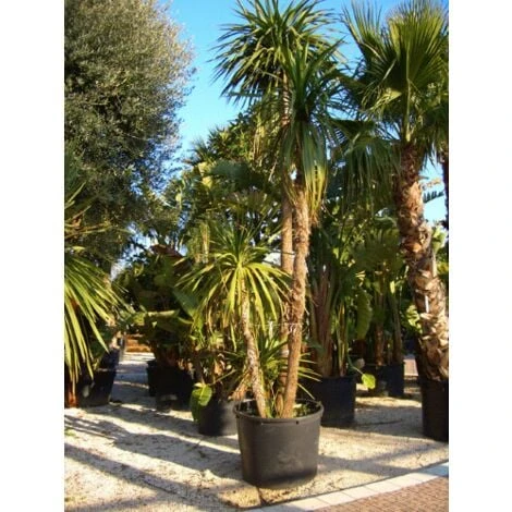 Cordilinea "Cordyline Australis" Pianta In Vaso H. 40/50 Cm 6 Cordilinea "Cordyline Australis" Pianta In Vaso H. 40/50 Cm - immagine 4