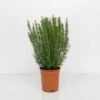 ROSMARINO OFFICINALE Ø 24 Cm -Negozio Piante artificiali economico 57774498 1