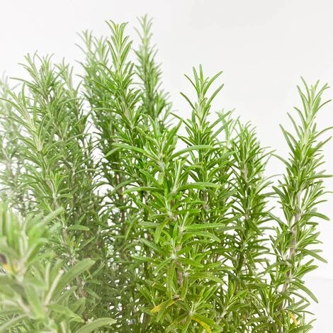 ROSMARINO OFFICINALE Ø 24 Cm 4 ROSMARINO OFFICINALE Ø 24 Cm - immagine 2