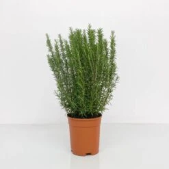 ROSMARINO OFFICINALE Ø 24 Cm 7 ROSMARINO OFFICINALE Ø 24 Cm -Negozio Piante artificiali economico 57774498 3