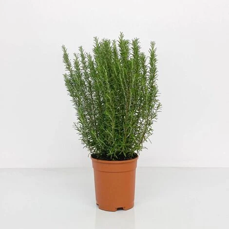 ROSMARINO OFFICINALE Ø 24 Cm 5 ROSMARINO OFFICINALE Ø 24 Cm - immagine 3