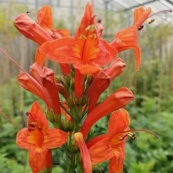 Bignonia Capensis "Tecomaria Capensis" Pianta Rampicante In Vaso H. 30/50 Cm -Negozio Piante artificiali economico 58671003 3