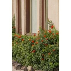 Bignonia Capensis "Tecomaria Capensis" Pianta Rampicante In Vaso H. 30/50 Cm -Negozio Piante artificiali economico 58671003 4