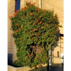 Bignonia Capensis "Tecomaria Capensis" Pianta Rampicante In Vaso H. 30/50 Cm -Negozio Piante artificiali economico 58671003 5