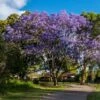 Jacaranda Mimosifolia - 100 - 120 Cm 1 Jacaranda Mimosifolia - 100 - 120 Cm -Negozio Piante artificiali economico 60573005 1
