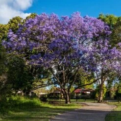 Jacaranda Mimosifolia - 100 - 120 Cm