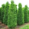 Thuja Occidentalis &8220Brabant&8221 - Ø 24 Cm -Negozio Piante artificiali economico 60573236 1