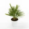 Chamaerops Humilis - Ø 22 Cm
