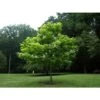 Catalpa Bignonioides "Albero Dei Sigari" Pianta In Vaso H. 60/80 Cm -Negozio Piante artificiali economico 63684576 1