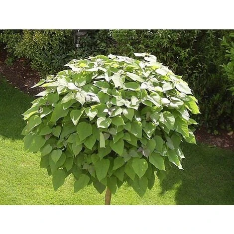 Catalpa Bignonioides "Albero Dei Sigari" Pianta In Vaso H. 60/80 Cm 4 Catalpa Bignonioides "Albero Dei Sigari" Pianta In Vaso H. 60/80 Cm - immagine 2