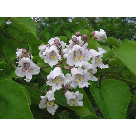 Catalpa Bignonioides "Albero Dei Sigari" Pianta In Vaso H. 60/80 Cm 5 Catalpa Bignonioides "Albero Dei Sigari" Pianta In Vaso H. 60/80 Cm - immagine 3