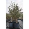 Bellissimi Alberi Di Ulivo Olivo Di 7 Anni Resistenti Al Freddo H. 40/80 Cm Con Circonferenza Tronco 13/15 Cm Circonferenza Tronco 13/15 Cm Non Specificato -Negozio Piante artificiali economico 63684583 1