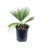 Palma "Washingtonia Filifera" Palma Californiana In Vaso 9 Cm -Negozio Piante artificiali economico 63684627 1