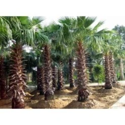 Palma "Washingtonia Filifera" Palma Californiana In Vaso 9 Cm -Negozio Piante artificiali economico 63684627 3