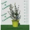 Bellissimi Alberelli Di Ulivo Olivo In Vaso Nuovo Vari Colori Circonferenza Tronco 7/9 Cm Circonferenza Tronco 7/9 Cm