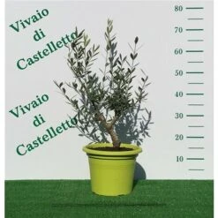 Bellissimi Alberelli Di Ulivo Olivo In Vaso Nuovo Vari Colori Circonferenza Tronco 7/9 Cm Circonferenza Tronco 7/9 Cm