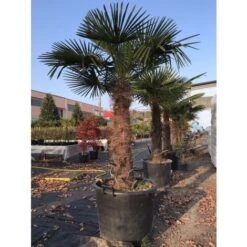 Bellissime Palme Da Giardino Palma In Vaso 60 Cm H. 70/80 Cm FOTO REALE