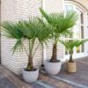 Palma Cinese A Ventaglio "Trachycarpus Fortunei" Pianta In Vaso 9 Cm