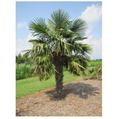 Palma Cinese A Ventaglio "Trachycarpus Fortunei" Pianta In Vaso 9 Cm -Negozio Piante artificiali economico 66262322 3