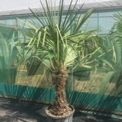 Palma Cinese A Ventaglio "Trachycarpus Fortunei" Pianta In Vaso 9 Cm -Negozio Piante artificiali economico 66262322 4