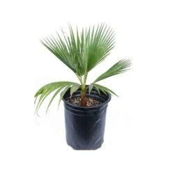 Palma Messicana "Washingtonia Robusta" Pianta In Vaso 9 Cm