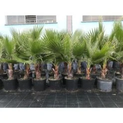 Palma Messicana "Washingtonia Robusta" Pianta In Vaso 9 Cm -Negozio Piante artificiali economico 66262331 4