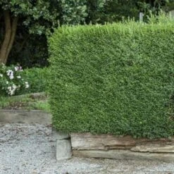 Bosso "Buxus Microphylla Faulkner" Pianta In Vaso 9 Cm -Negozio Piante artificiali economico 67162425 3