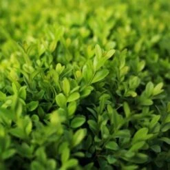 Bosso "Buxus Microphylla Faulkner" Pianta In Vaso 9 Cm -Negozio Piante artificiali economico 67162425 4