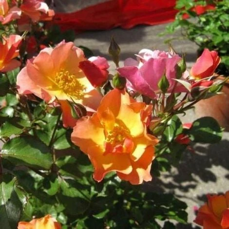 Chinensis Mutabilis 3 Chinensis Mutabilis