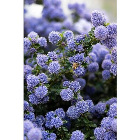Ceanoto "Ceanothus Thyrsiflorus Repens" Lilla' Della California Pianta In Vaso 11 Cm 3 Ceanoto "Ceanothus Thyrsiflorus Repens" Lilla' Della California Pianta In Vaso 11 Cm