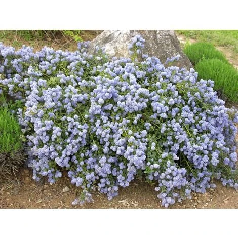 Ceanoto "Ceanothus Thyrsiflorus Repens" Lilla' Della California Pianta In Vaso 11 Cm 4 Ceanoto "Ceanothus Thyrsiflorus Repens" Lilla' Della California Pianta In Vaso 11 Cm - immagine 2