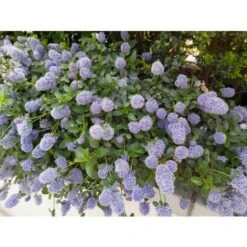 Ceanoto "Ceanothus Thyrsiflorus Repens" Lilla' Della California Pianta In Vaso 11 Cm 9 Ceanoto "Ceanothus Thyrsiflorus Repens" Lilla' Della California Pianta In Vaso 11 Cm -Negozio Piante artificiali economico 69665841 3