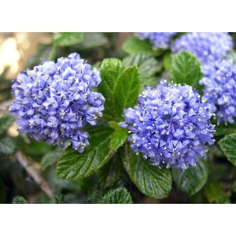 Ceanoto "Ceanothus Thyrsiflorus Repens" Lilla' Della California Pianta In Vaso 11 Cm 6 Ceanoto "Ceanothus Thyrsiflorus Repens" Lilla' Della California Pianta In Vaso 11 Cm - immagine 4