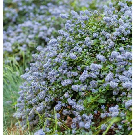 Ceanoto "Ceanothus Thyrsiflorus Repens" Lilla' Della California Pianta In Vaso 11 Cm 7 Ceanoto "Ceanothus Thyrsiflorus Repens" Lilla' Della California Pianta In Vaso 11 Cm - immagine 5