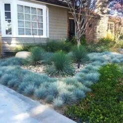 Festuca Blu "Festuca Glauca Elijah Blue" Pianta In Vaso 14 Cm -Negozio Piante artificiali economico 70317380 3