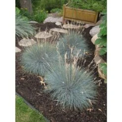 Festuca Blu "Festuca Glauca Elijah Blue" Pianta In Vaso 14 Cm -Negozio Piante artificiali economico 70317380 4