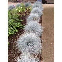 Festuca Blu "Festuca Glauca Elijah Blue" Pianta In Vaso 14 Cm -Negozio Piante artificiali economico 70317380 5