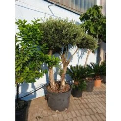 Ulivo Olivo Pon Pon Autoctono "Olea Europea" Doppio Tronco Esemplare Unico Pianta In Mastello 65 Cm FOTO REALI -Negozio Piante artificiali economico 71481836 3