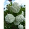 Pianta Viburnum Opulus In Vario Formato - Piante Da Siepe 14 -Negozio Piante artificiali economico 71629135 1