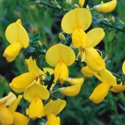 Ginestra Dei Carbonai "Cytisus Scoparius" Citiso Pianta In Vaso 9 Cm -Negozio Piante artificiali economico 72275330 3